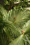 Trachycarpus fortunei RCP12-08 191.jpg